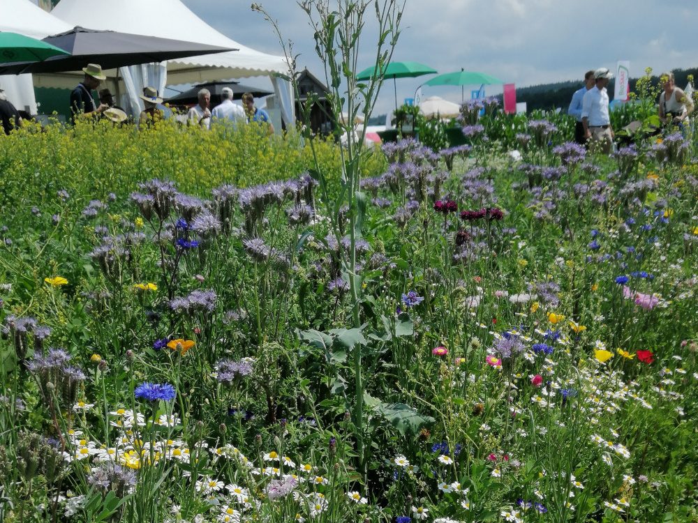 Bluehstreifen Kompostforum