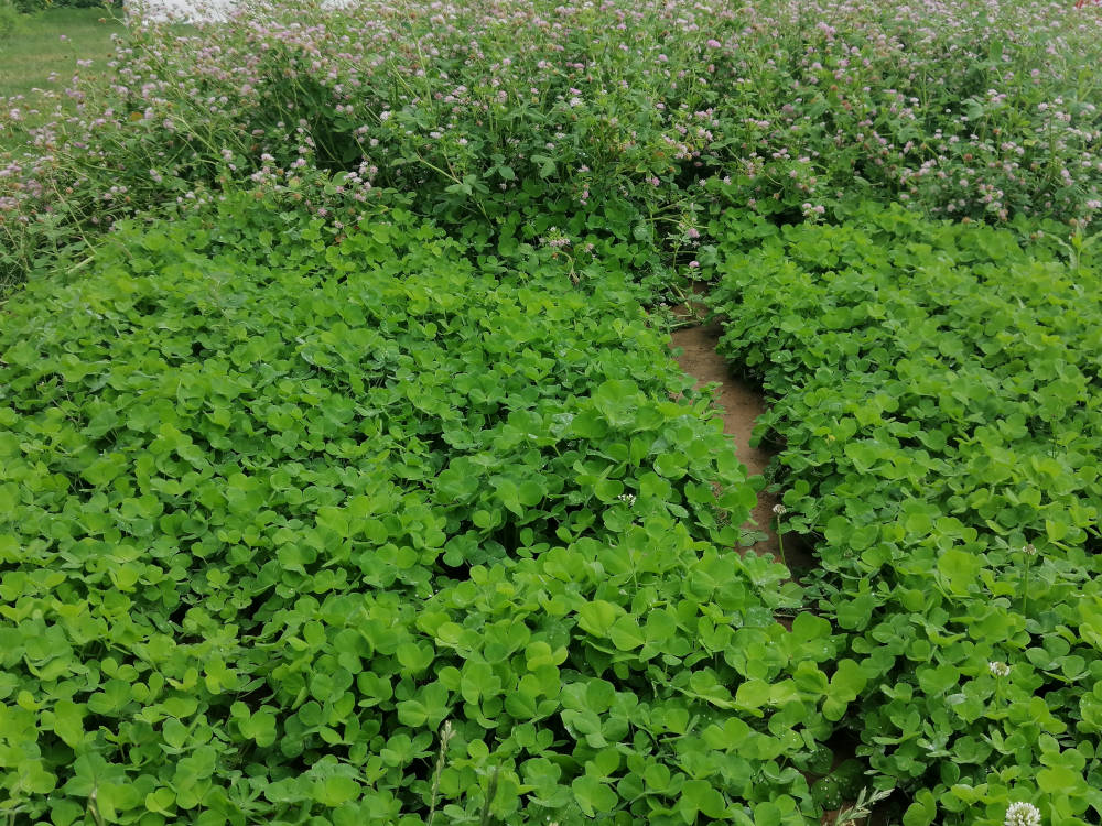 demo-parzellen Kompostforum